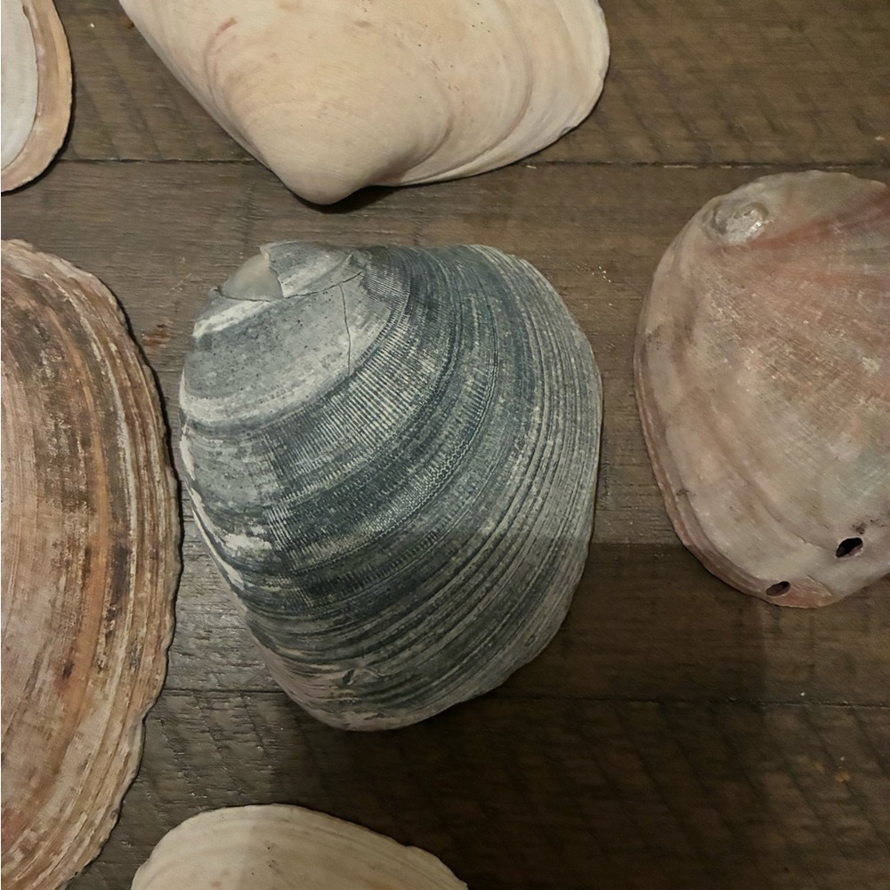Assorted Seashell Collection - Picture 5 of 16